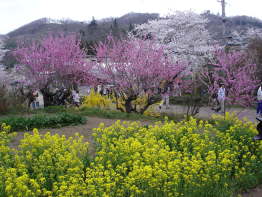 春の花見山～福島の桃源郷～