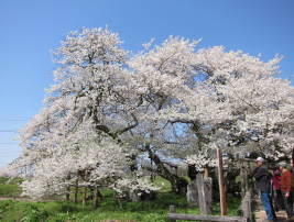 石部桜（会津五桜）【会津考察#29】